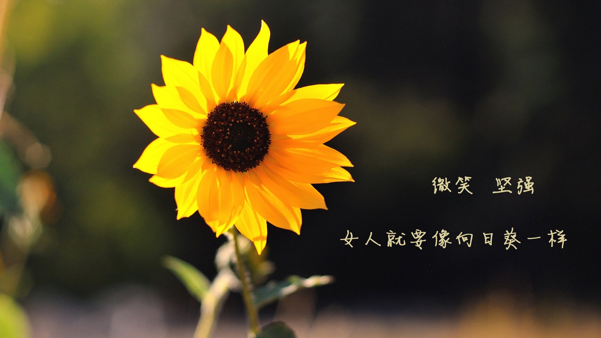 2024年中国残疾人广场龙舞推广活动在九江举行，中国残疾人舞蹈