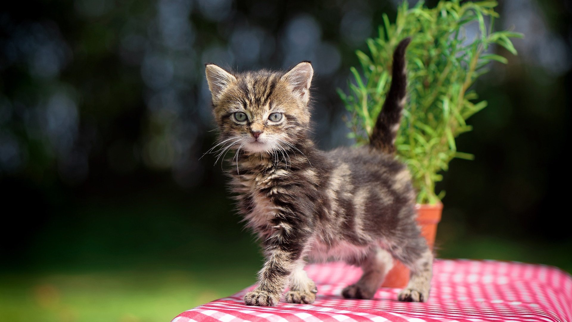 2024年中国残疾人广场龙舞推广活动在九江举行，中国残疾人舞蹈