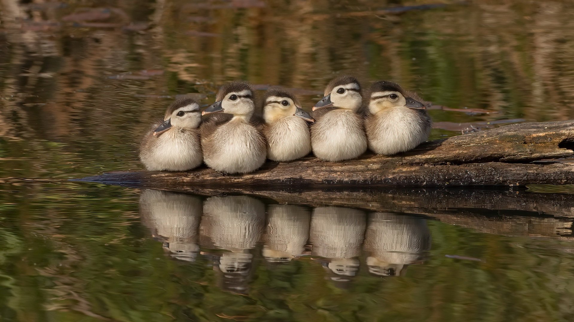 开云网站-_全民冰上运动：滑冰、冰球普及运动新高潮_，冰上运动速滑好还是冰球好
