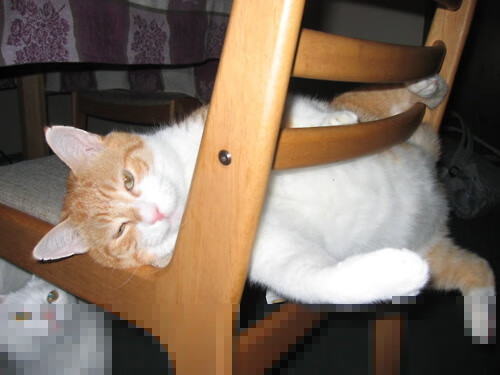 开云官网APP下载-莱切在意甲联赛中成功保级，球队表现稳定。，莱切足球俱乐部现状