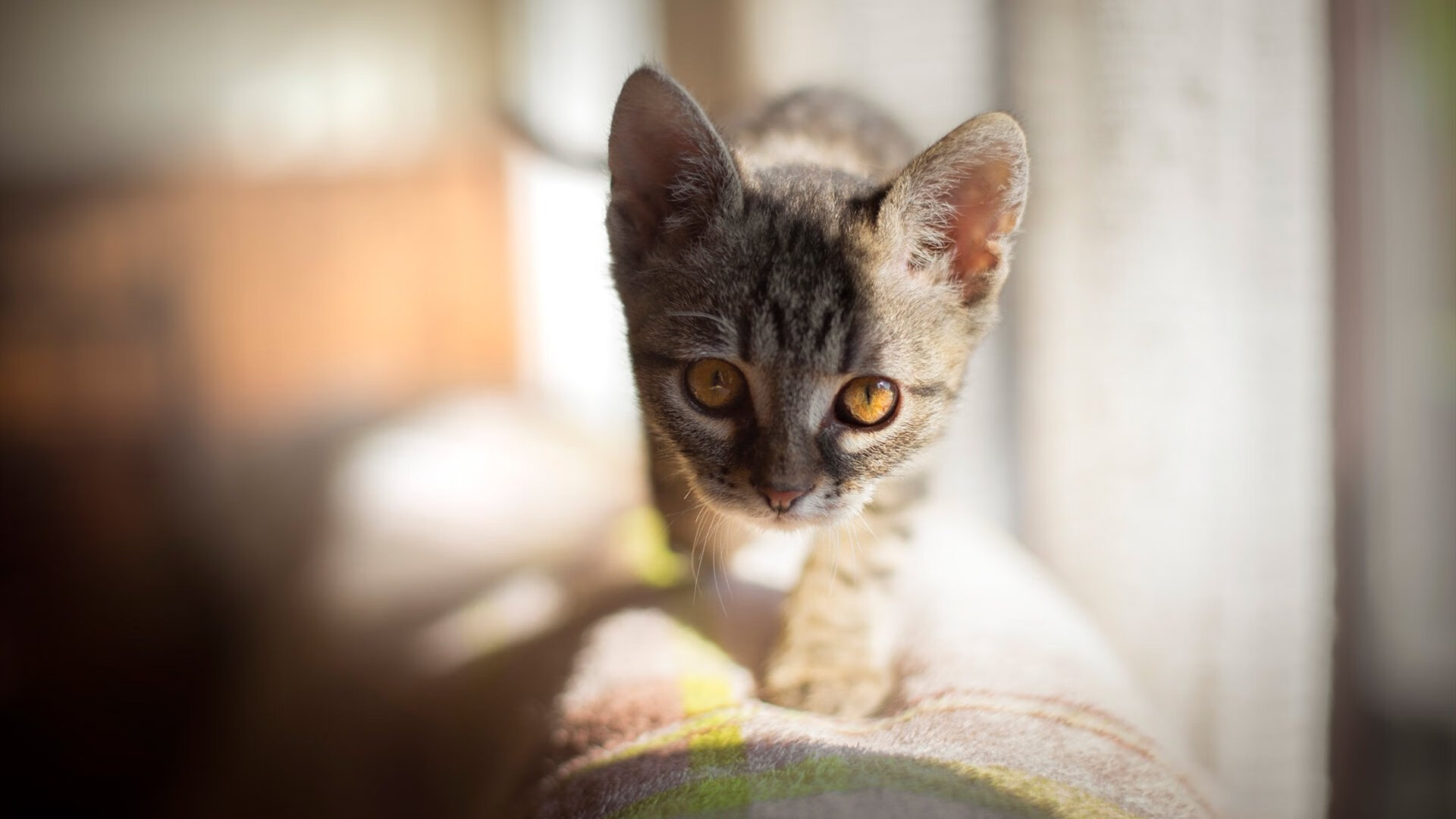那不勒斯客场大胜,排名迅速攀升,那不勒斯比赛结果