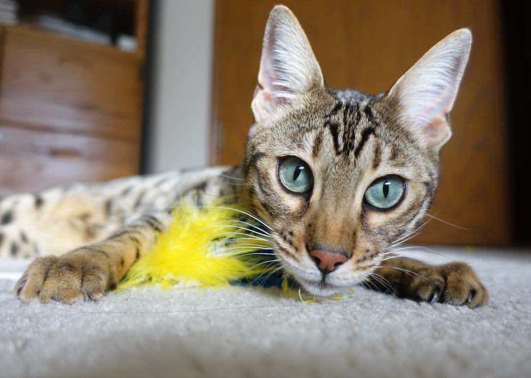 开云官网-拜仁掌控节奏，全场压制博卡，拜仁怎么样