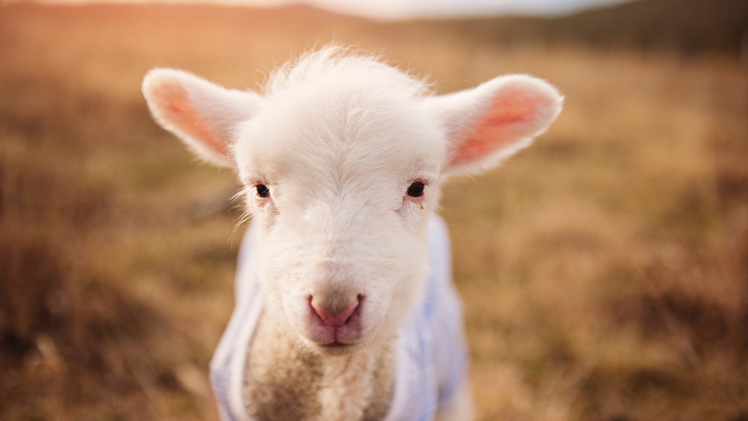 kaiyun官方网站-广东宏远推进球员本地化战略增强地域认同感，广东宏远引入新球员